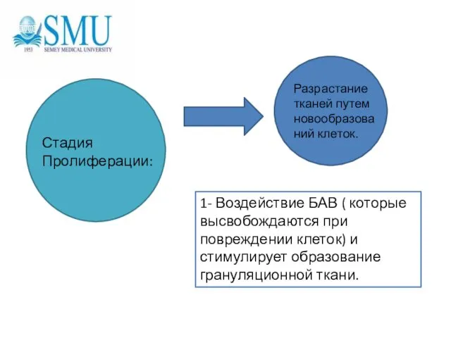 Стадия Пролиферации: Разрастание тканей путем новообразований клеток. 1- Воздействие БАВ