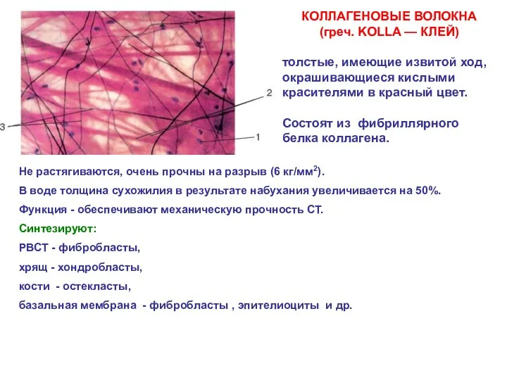 КОЛЛАГЕНОВЫЕ ВОЛОКНА (греч. KOLLA — КЛЕЙ) толстые, имеющие извитой ход,