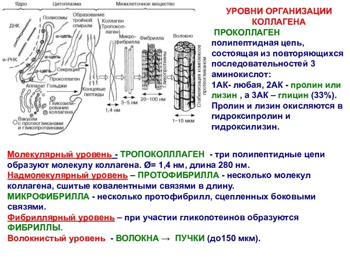 УРОВНИ ОРГАНИЗАЦИИ КОЛЛАГЕНА ПРОКОЛЛАГЕН полипептидная цепь, состоящая из повторяющихся последовательностей