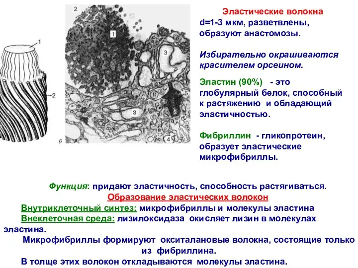 Функция: придают эластичность, способность растягиваться. Образование эластических волокон Внутриклеточный синтез: