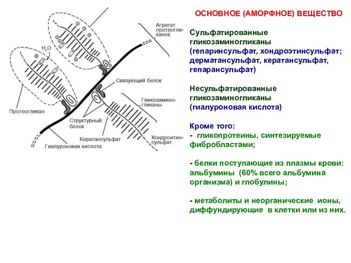 ОСНОВНОЕ (АМОРФНОЕ) ВЕЩЕСТВО Сульфатированные гликозаминогликаны (гепаринсульфат, хондроэтинсульфат; дерматансульфат, кератансульфат, гепарансульфат)