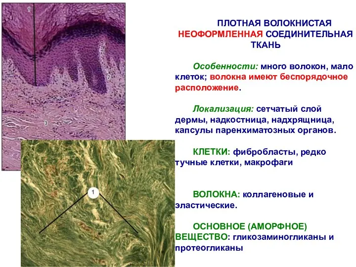 ПЛОТНАЯ ВОЛОКНИСТАЯ НЕОФОРМЛЕННАЯ СОЕДИНИТЕЛЬНАЯ ТКАНЬ Особенности: много волокон, мало клеток;