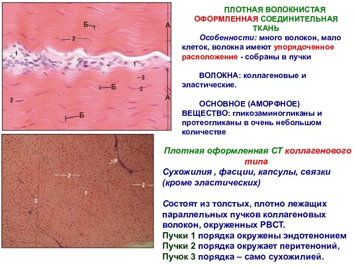 ПЛОТНАЯ ВОЛОКНИСТАЯ ОФОРМЛЕННАЯ СОЕДИНИТЕЛЬНАЯ ТКАНЬ Особенности: много волокон, мало клеток,