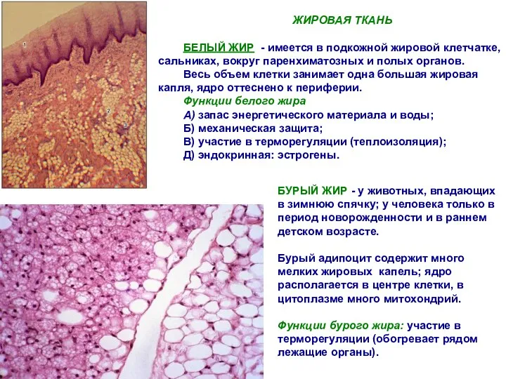 ЖИРОВАЯ ТКАНЬ БЕЛЫЙ ЖИР - имеется в подкожной жировой клетчатке,