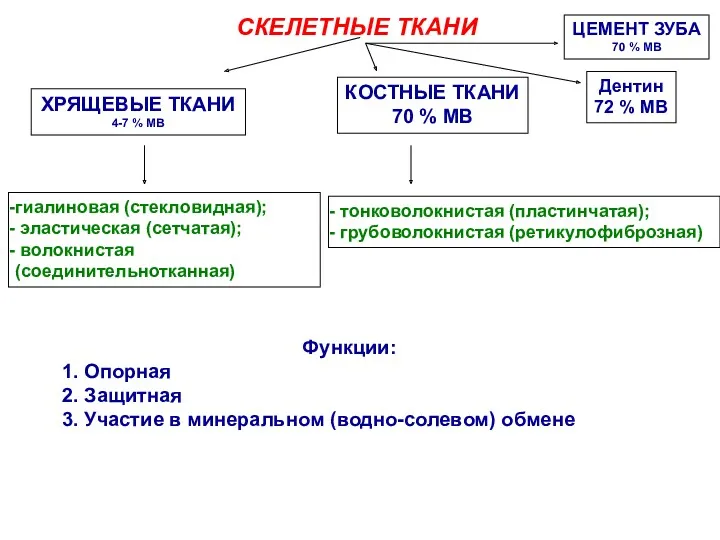 Функции: 1. Опорная 2. Защитная 3. Участие в минеральном (водно-солевом)