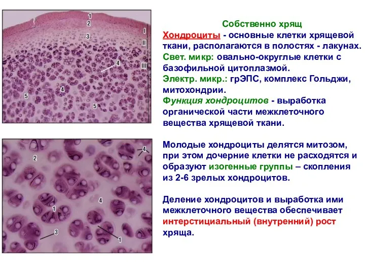 Собственно хрящ Хондроциты - основные клетки хрящевой ткани, располагаются в