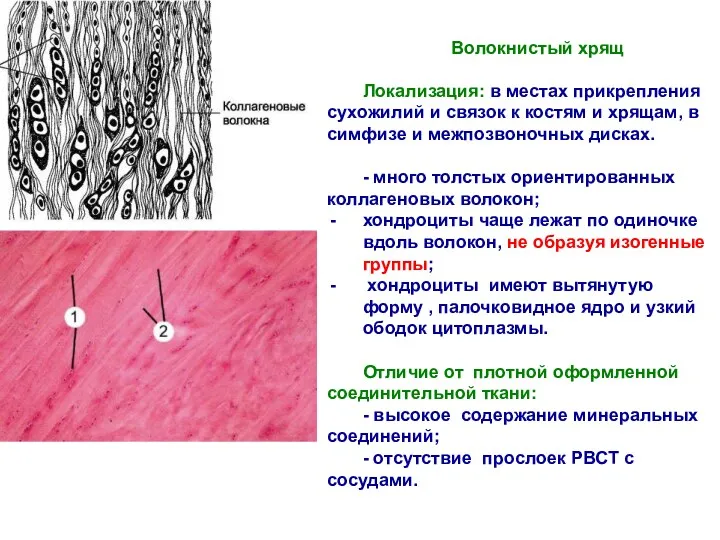 Волокнистый хрящ Локализация: в местах прикрепления сухожилий и связок к