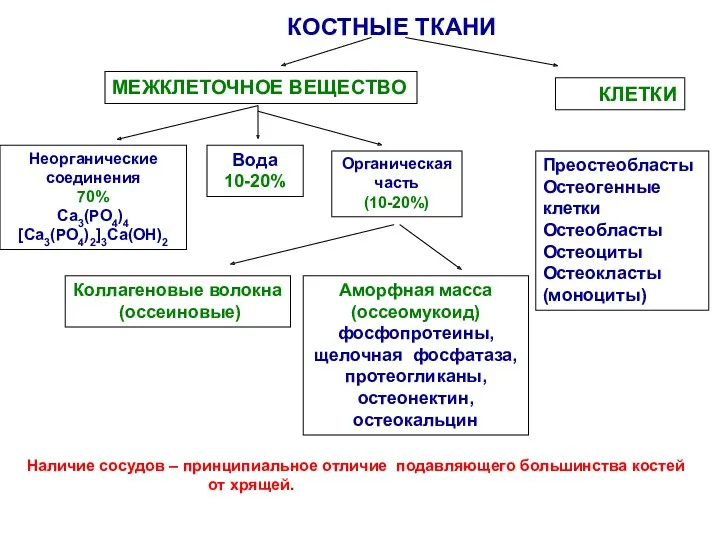 КОСТНЫЕ ТКАНИ МЕЖКЛЕТОЧНОЕ ВЕЩЕСТВО Неорганические соединения 70% Са3(РО4)4 [Са3(РО4)2]3Са(ОН)2 Вода