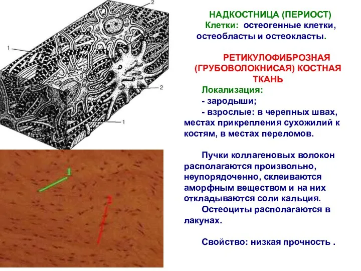 НАДКОСТНИЦА (ПЕРИОСТ) Клетки: остеогенные клетки, остеобласты и остеокласты. РЕТИКУЛОФИБРОЗНАЯ (ГРУБОВОЛОКНИСАЯ)