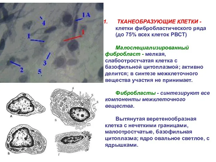 ТКАНЕОБРАЗУЮЩИЕ КЛЕТКИ - клетки фибробластического ряда (до 75% всех клеток