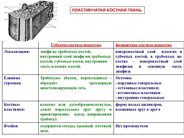 ПЛАСТИНЧАТАЯ КОСТНАЯ ТКАНЬ