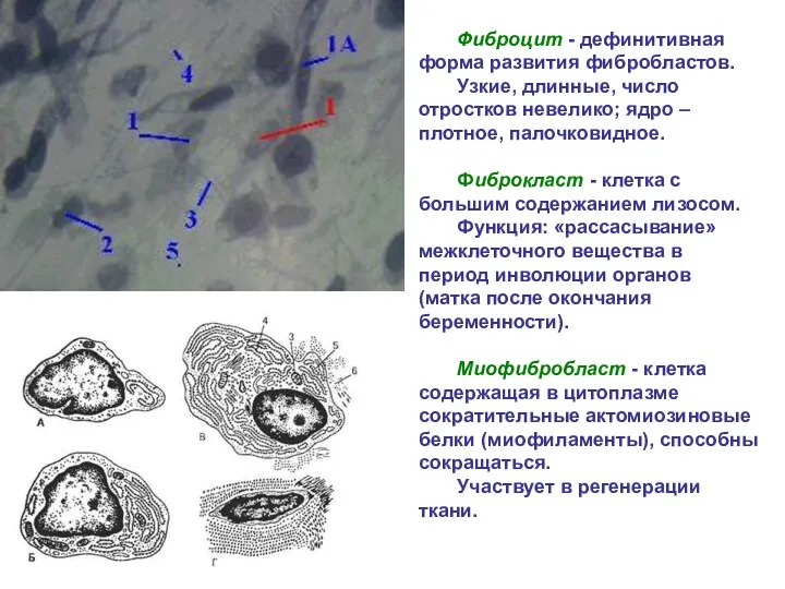 Фиброцит - дефинитивная форма развития фибробластов. Узкие, длинные, число отростков