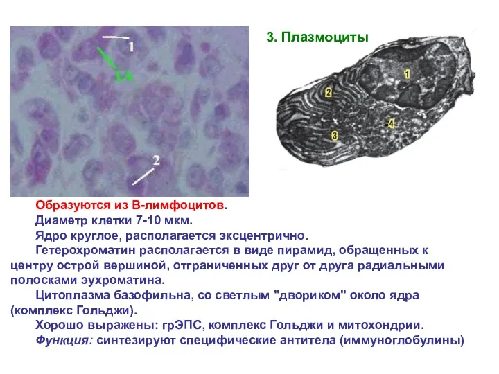 Образуются из В-лимфоцитов. Диаметр клетки 7-10 мкм. Ядро круглое, располагается