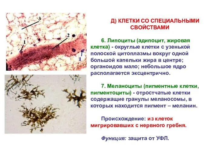 Д) КЛЕТКИ СО СПЕЦИАЛЬНЫМИ СВОЙСТВАМИ 6. Липоциты (адипоцит, жировая клетка)