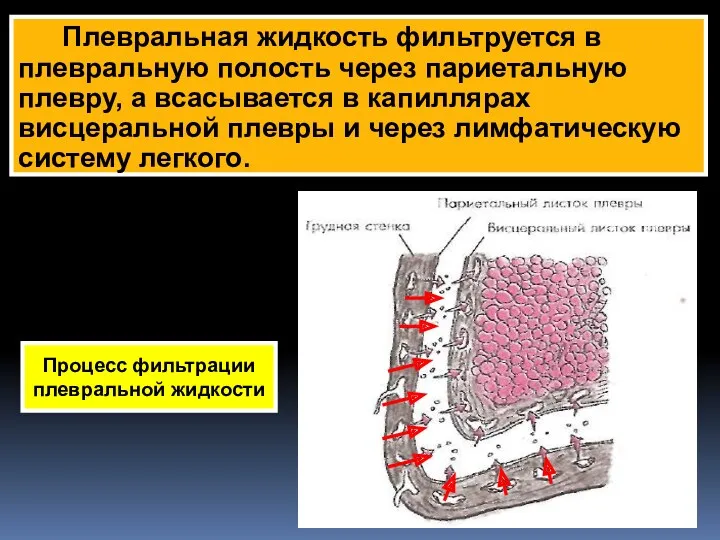 Плевральная жидкость фильтруется в плевральную полость через париетальную плевру, а