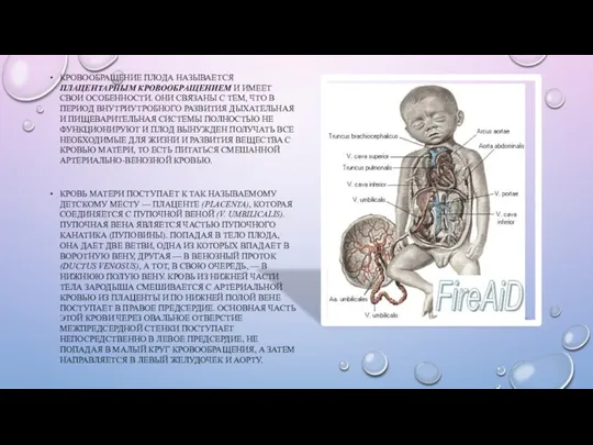 КРОВООБРАЩЕНИЕ ПЛОДА НАЗЫВАЕТСЯ ПЛАЦЕНТАРНЫМ КРОВООБРАЩЕНИЕМ И ИМЕЕТ СВОИ ОСОБЕННОСТИ. ОНИ СВЯЗАНЫ С ТЕМ,
