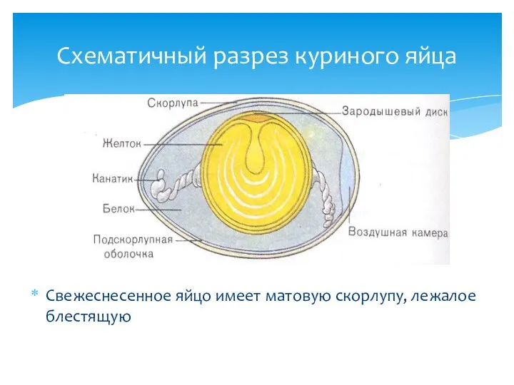 Свежеснесенное яйцо имеет матовую скорлупу, лежалое блестящую Схематичный разрез куриного яйца