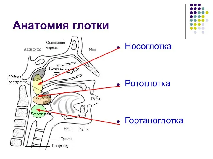 Анатомия глотки Носоглотка Ротоглотка Гортаноглотка