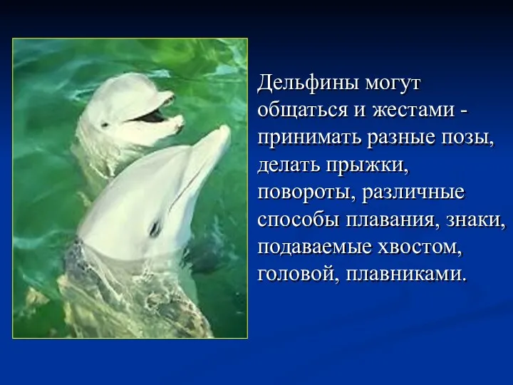 Дельфины могут общаться и жестами - принимать разные позы, делать