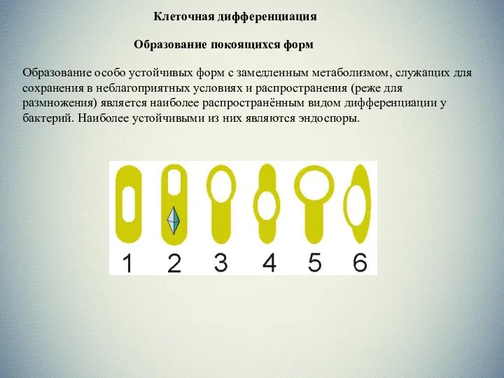 Клеточная дифференциация Клеточная дифференциация Образование покоящихся форм Образование особо устойчивых