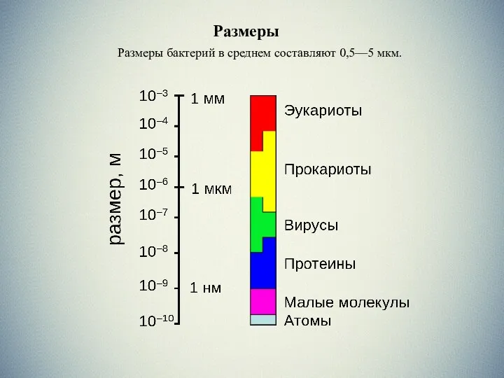 Размеры Размеры Размеры бактерий в среднем составляют 0,5—5 мкм.