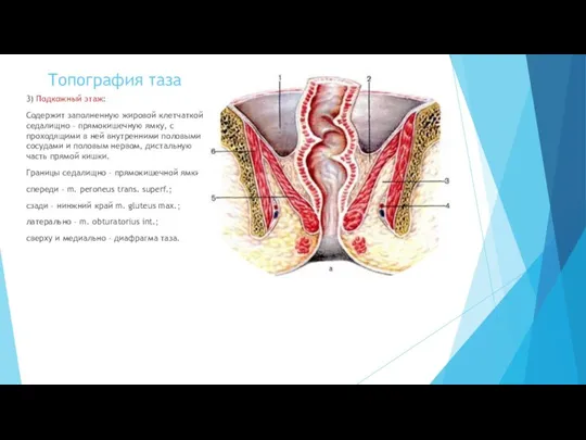 Топография таза 3) Подкожный этаж: Содержит заполненную жировой клетчаткой седалищно