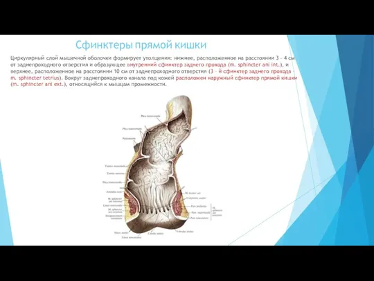 Сфинктеры прямой кишки Циркулярный слой мышечной оболочки формирует утолщения: нижнее,