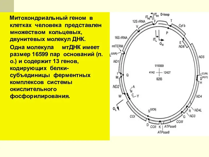 Митохондриальный геном в клетках человека представлен множеством кольцевых, двунитевых молекул