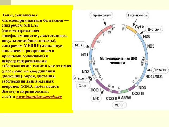 Гены, связанные с митохондриальными болезнями — синдромом MELAS (митохондриальная энцефаломиопатия,