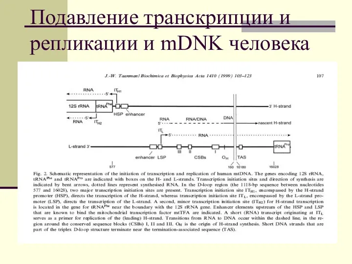Подавление транскрипции и репликации и mDNK человека
