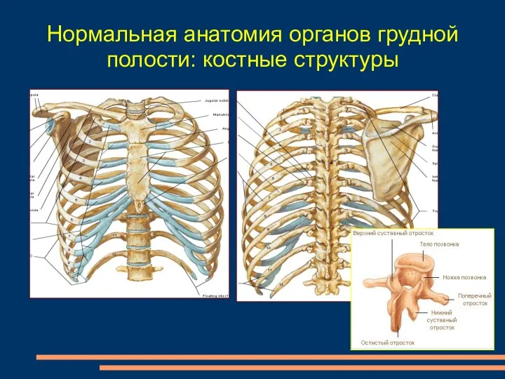 Нормальная анатомия органов грудной полости: костные структуры