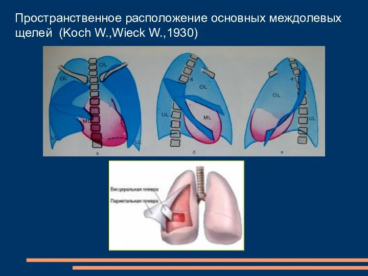 Пространственное расположение основных междолевых щелей (Koch W.,Wieck W.,1930)