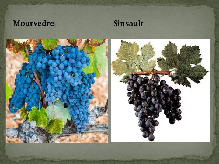 Mourvedre Sinsault