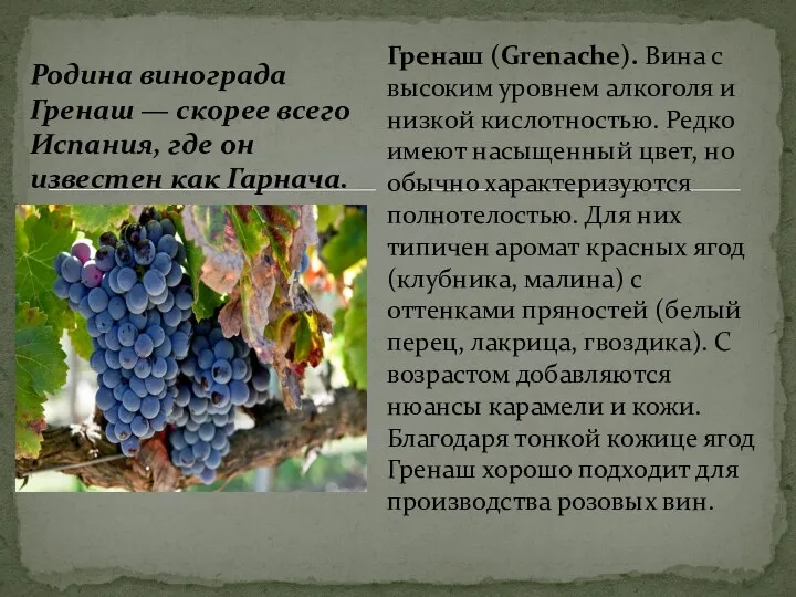 Родина винограда Гренаш — скорее всего Испания, где он известен