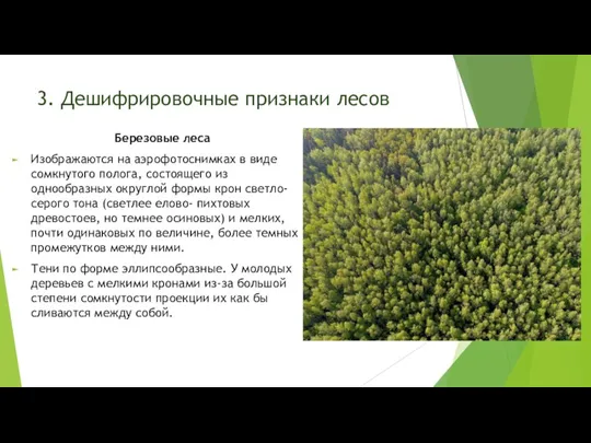 3. Дешифрировочные признаки лесов Березовые леса Изображаются на аэрофотоснимках в