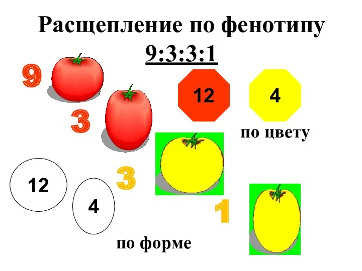 Расщепление по фенотипу 9:3:3:1 9 3 3 1 12 по цвету 4 по форме 12 4