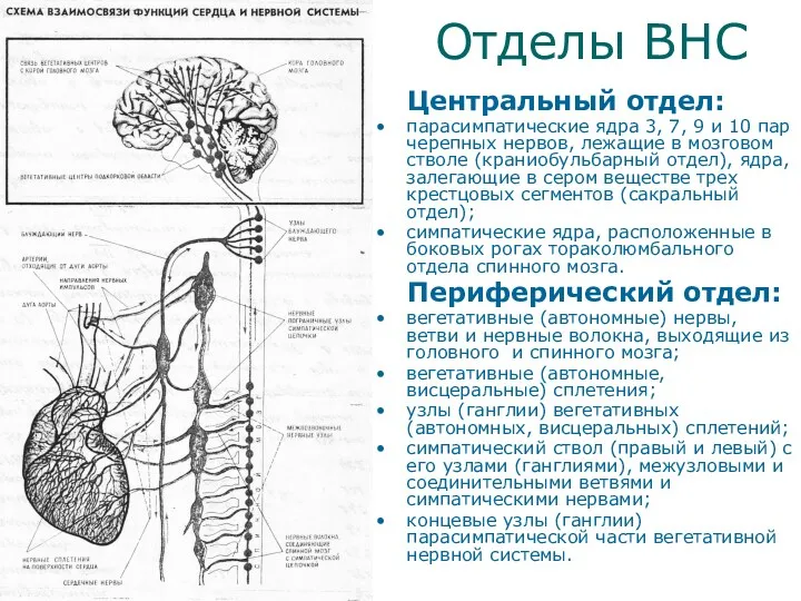 Отделы ВНС Центральный отдел: парасимпатические ядра 3, 7, 9 и