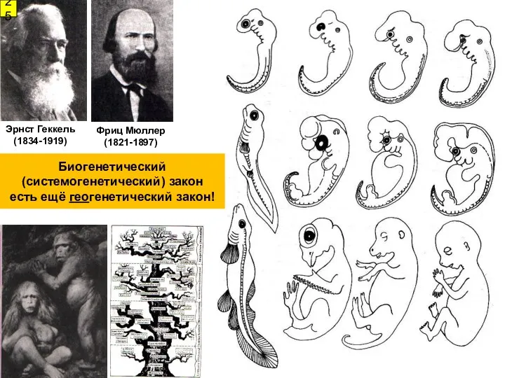 Фриц Мюллер (1821-1897) Эрнст Геккель (1834-1919) 25 Биогенетический (системогенетический) закон есть ещё геогенетический закон!