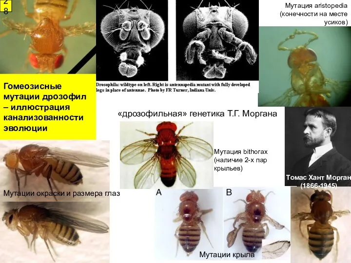 Гомеозисные мутации дрозофил – иллюстрация канализованности эволюции Мутация aristopedia (конечности