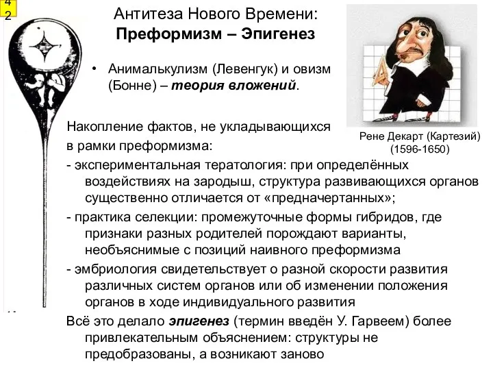 Антитеза Нового Времени: Преформизм – Эпигенез Накопление фактов, не укладывающихся в рамки преформизма: