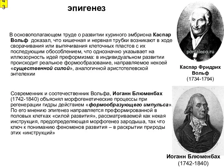 эпигенез В основополагающем труде о развитии куриного эмбриона Каспар Вольф доказал, что кишечная