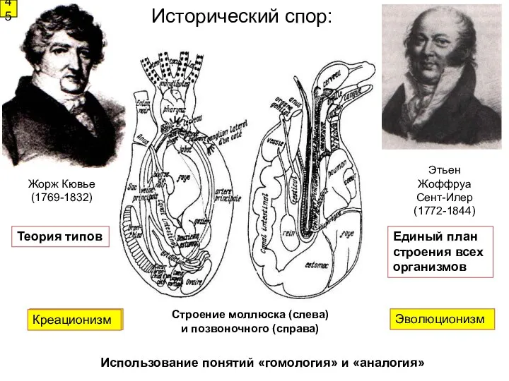 Исторический спор: Жорж Кювье (1769-1832) Этьен Жоффруа Сент-Илер (1772-1844) 45 Строение моллюска (слева)