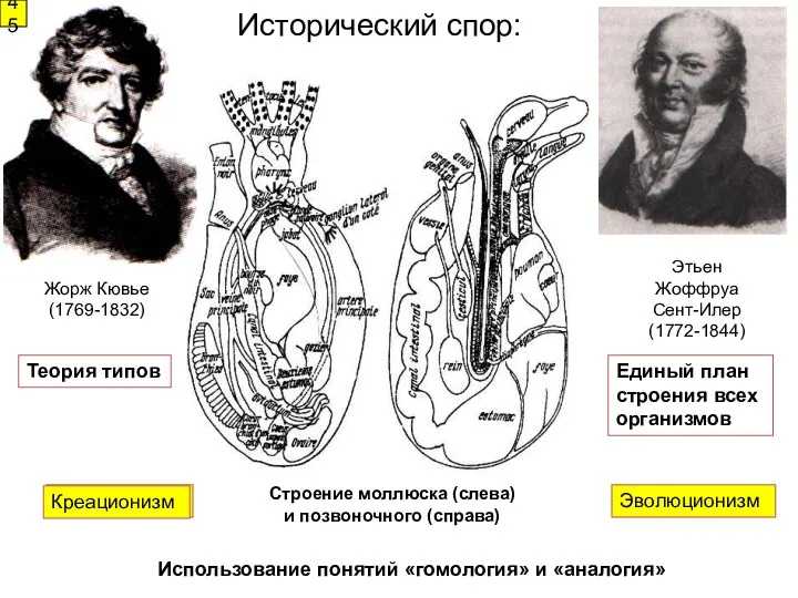 Исторический спор: Жорж Кювье (1769-1832) Этьен Жоффруа Сент-Илер (1772-1844) 45