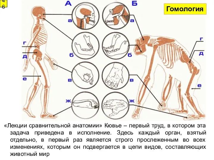 «Лекции сравнительной анатомии» Кювье – первый труд, в котором эта