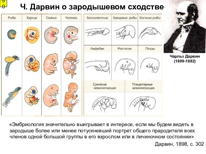 «Эмбриология значительно выигрывает в интересе, если мы будем видеть в