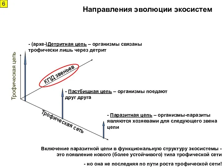 - (архе-)Детритная цепь – организмы связаны трофически лишь через детрит - Пастбищная цепь