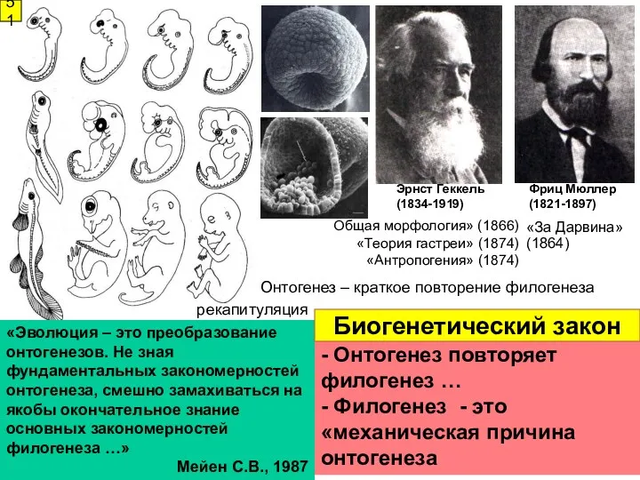 Эрнст Геккель (1834-1919) Фриц Мюллер (1821-1897) «Эволюция – это преобразование онтогенезов. Не зная