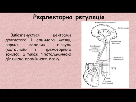 Забезпечується центрами довгастого і спинного мозку, корою великих півкуль (моторною