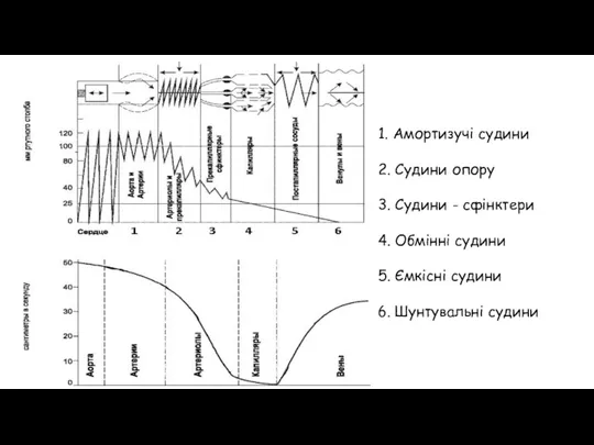 1. Амортизучі судини 2. Судини опору 3. Судини - сфінктери