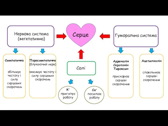 Серце Нервова система (вегетативна) Гуморальна система Солі Симпатична збільшує частоту